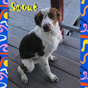 Scout -  Brittany Spaniel Dog for Adoption in Red Lodge, Montana - Scout | PetCurious