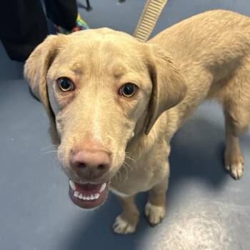 Mixed Breed Dogs Available for Adoption - Kora | PetCurious