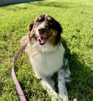 Australian Shepherd Dogs Available for Adoption in Schertz, Texas - Nala PB | PetCurious