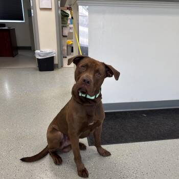 Count Coco Puff -  Retriever and Mixed Breed Dog for Adoption in Galax, Virginia - Count Coco Puff | PetCurious