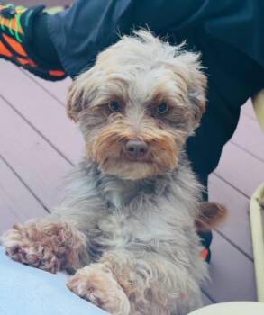 Lil Rip available 10/22 -  Yorkshire Terrier Dog for Adoption in Elmsford, New York - Lil Rip Available 10/22 | PetCurious