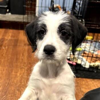 Poodle and Mixed Breed Dogs Available for Adoption in Eastford, Connecticut - CT Honor Avail May 31 | PetCurious