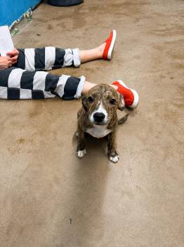 Ceres 4351A -  Chihuahua and Rhodesian Ridgeback Dog for Adoption - Ceres 4351A | PetCurious