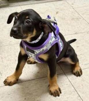 Pretzel -  Mixed Breed Dog for Adoption in Green Valley, Arizona - Pretzel | PetCurious