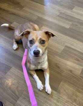 Penny -  Corgi Dog for Adoption in Riverdale, Iowa - Penny | PetCurious