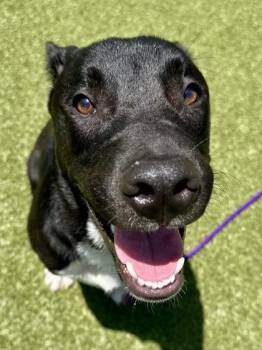 Ranger -  Mixed Breed Dog for Adoption in Wichita, Kansas - Ranger | PetCurious