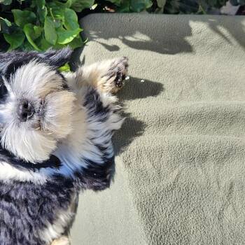Benji -  Shih Poo Dog for Adoption in Torrance, California - Benji | PetCurious