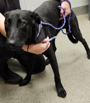CAMPO -  Labrador Retriever and Mixed Breed Dog for Adoption - CAMPO | PetCurious