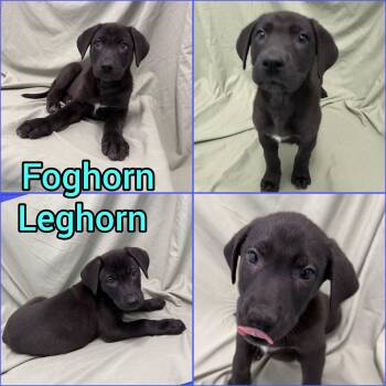 Great Dane and German Shepherd Dog Dogs Available for Adoption - Puppies! | PetCurious