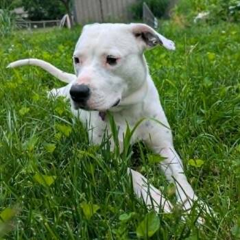 Perdy -  Mixed Breed Dog for Adoption in Olathe, Kansas - Perdy | PetCurious