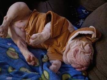 Ducky -  American Bulldog and Mixed Breed Dog for Adoption in East Brookfield, Massachusetts - Ducky | PetCurious