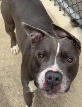 Swerve -  Pit Bull Terrier Dog for Adoption in Chicago, Illinois - Swerve | PetCurious