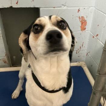 Bocephus (Bo) -  Terrier and Mixed Breed Dog for Adoption in Saint Joseph, Missouri - Bocephus (Bo) | PetCurious