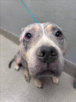 NALA -  Pit Bull Terrier Dog for Adoption in Las Vegas, Nevada - NALA | PetCurious