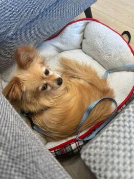 Spitz Dogs Available for Adoption - Maro | PetCurious