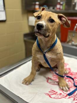 Lady Luck -  Mixed Breed Dog Available for Adoption in Douglasville, Georgia - Lady Luck | PetCurious
