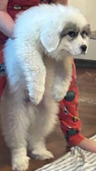 Great Pyrenees Dogs Available for Adoption - Raider | PetCurious