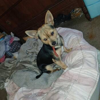 Officer -  Chihuahua Dog for Adoption in Montgomery, Texas - Officer | PetCurious