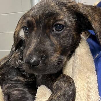 Rad -  Labrador Retriever and Mixed Breed Dog for Adoption in Richmond Hill, Georgia - Rad | PetCurious