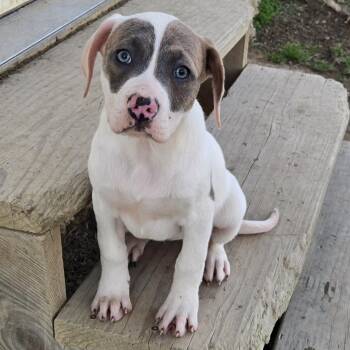 Plott Hound Dogs Available for Adoption in Limestone, Tennessee - Puff | PetCurious