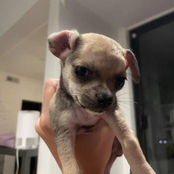 Howe -  Chihuahua and Mixed Breed Dog for Adoption in Los Angeles, California - Howe | PetCurious