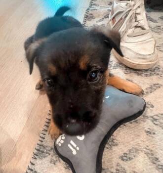 German Shepherd Dog Dogs Available for Adoption in Brewster, New York - Ozzy Osborne (Rock Star Litter) | PetCurious