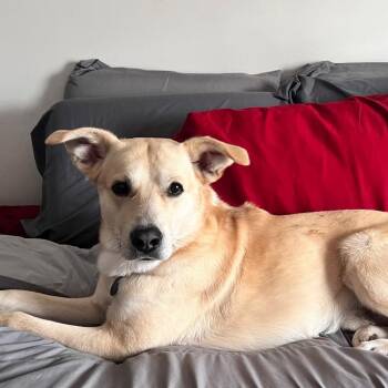 Cinco -  Shepherd and Labrador Retriever Dog for Adoption in Petersburg, Virginia - Cinco | PetCurious