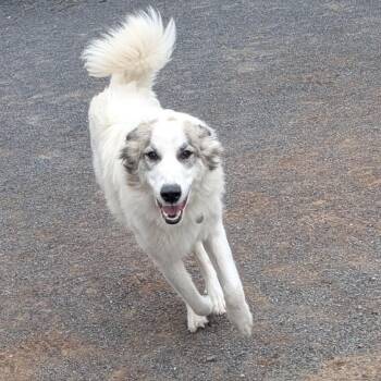 Great Pyrenees Dogs Available for Adoption - Karma | PetCurious