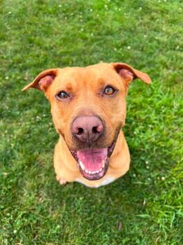 Pound Dog-Red #190518 Courtesy Listing -  Labrador Retriever Dog for Adoption in Rootstown, Ohio - Pound Dog-Red #190518 Courtesy Listing | PetCurious