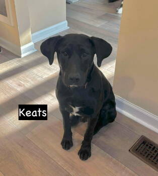 Rescue Labrador Retriever Dogs for Adoption in Gilberts, Illinois - Keaton AKA Keats | PetCurious