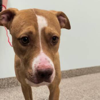 Dog (2) 09/04/2026 (SQ 26-092) -  Pit Bull Terrier and Mixed Breed Dog for Adoption in Bullhead City, Arizona - Dog (2) 09/04/2026 (SQ 26-092) | PetCurious