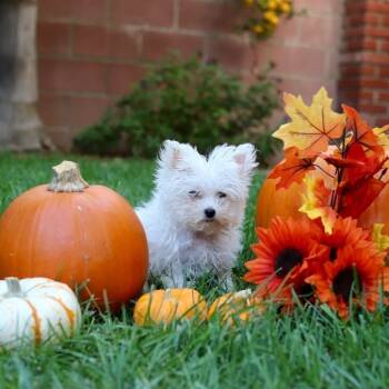 Rescue Maltese Dogs for Adoption in Nowata, Oklahoma - Morty | PetCurious