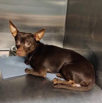 Dean #185 -  Chihuahua Dog for Adoption in New Lexington, Ohio - Dean #185 | PetCurious