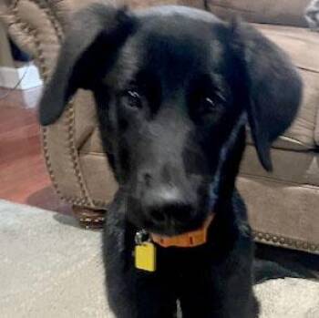 Sonny -  Labrador Retriever Dog for Adoption in Concord, California - Sonny | PetCurious
