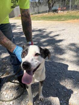 Mixed Breed Dogs Available for Adoption - Buddy | PetCurious