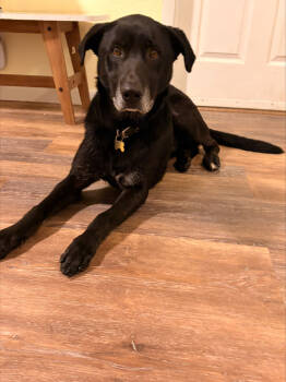 Rescue Labrador Retriever Dogs for Adoption in Sedalia, Colorado - Jedi - Courtesy Posting | PetCurious