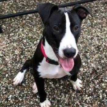Border Collie and Staffordshire Bull Terrier Dogs Available for Adoption - Bocephus | PetCurious