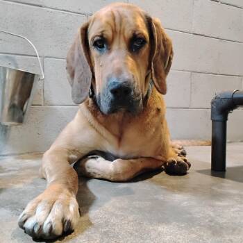 Jethro HW+ -  Bloodhound Dog for Adoption in Trenton, Georgia - Jethro HW+ | PetCurious