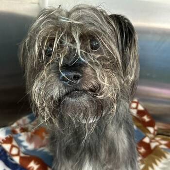 Amos -  Mixed Breed Dog for Adoption in Matteson, Illinois - Amos | PetCurious