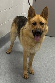 BUDDY -  German Shepherd Dog Dog for Adoption in Indianapolis, Indiana - BUDDY | PetCurious