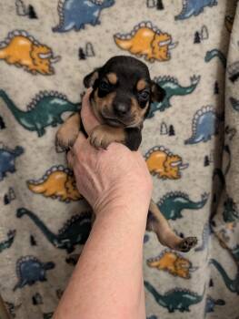 Chiweenie Dogs Available for Adoption in Pemberton Township, New Jersey - CHANCE | PetCurious