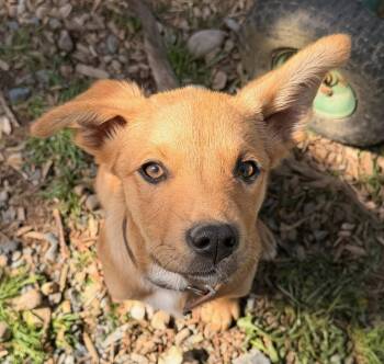 Percy -  Carolina Dog and Catahoula Leopard Dog Dog Available for Adoption in Harlingen, Texas - Percy | PetCurious