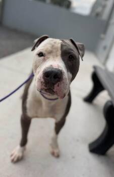 Toby (ID 53124) -  Pit Bull Terrier Dog for Adoption in Manassas, Virginia - Toby (ID 53124) | PetCurious