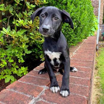 Mixed Breed Dogs Available for Adoption in Brownsboro, Alabama - Sputnik | PetCurious
