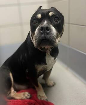 Staffordshire Bull Terrier and Mixed Breed Dogs Available for Adoption in Houston, Texas - MONEI | PetCurious