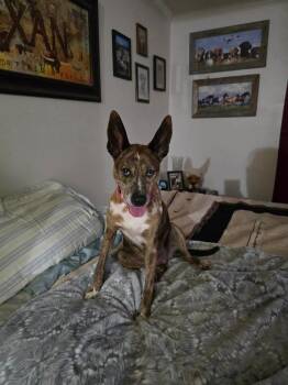 Cattle Dog and Pit Bull Terrier Dogs Available for Adoption in Silsbee, Texas - Sarah # A-140189 | PetCurious