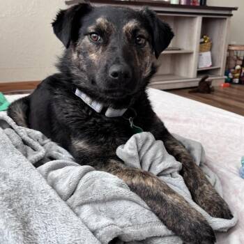 Mixed Breed Dogs Available for Adoption - Kyanna | PetCurious