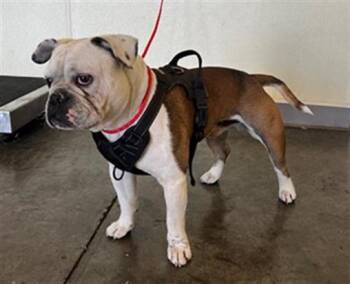 English Bulldog and Mixed Breed Dogs Available for Adoption in Tustin, California - GARBONZO | PetCurious