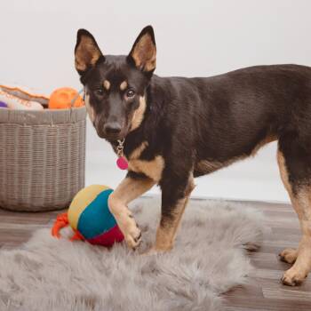 Apricot -  Rottweiler and Mixed Breed Dog for Adoption in Los Angeles, California - Apricot | PetCurious