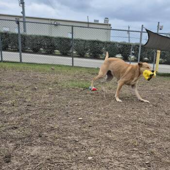 Mixed Breed Dogs Available for Adoption in Schertz, Texas - Missy | PetCurious